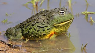 Amphibian Diversity Part 2: Order Anura (Frogs)
