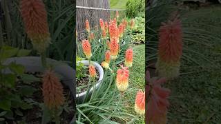 #shorts Torch lily/   Red hot poker flower