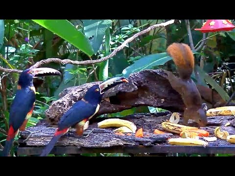 Squirrels on the Panama Fruit Feeder cam. 4.25 / 03 January 2019