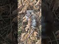 Cute field Mouse found by Dogs #animals #dog #mouse