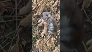 Cute field Mouse found by Dogs #animals #dog #mouse