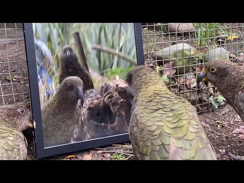 What Happens When You Show Kea A Mirror?