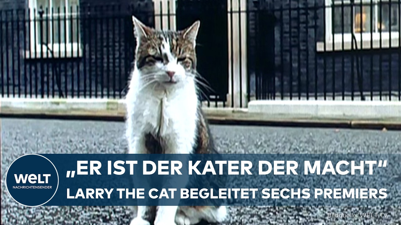 LONDON: Larry the Cat - Nicht der beste Mäusefänger, aber der wahre Machthaber der Downing Street!