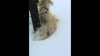 Gunner pissing in the snow