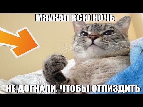 Ржачные мемы ! Кот не дает спать и убегает от злых хозяев !