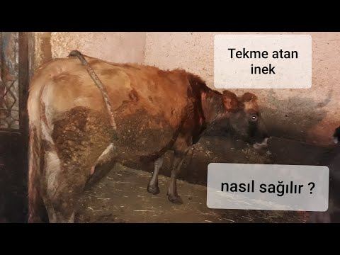 , title : 'Sağdırmayan inek nasıl sağılır? #tekmelik#sağım#'