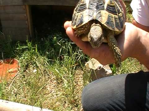 tortues d'hermann comment reconnaitre un male d'une femelle