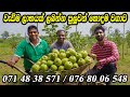 ඇපල් පේර වගාව කාබනිකව Ommercial Guava Cultivation Sri Lanka Davu