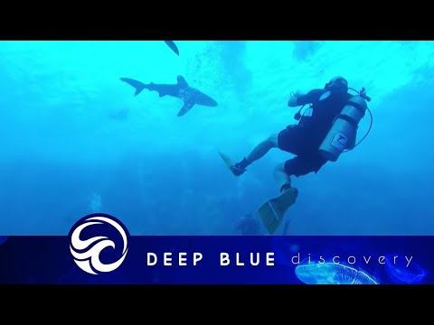 Oceanic whitetip shark bites diver's leg