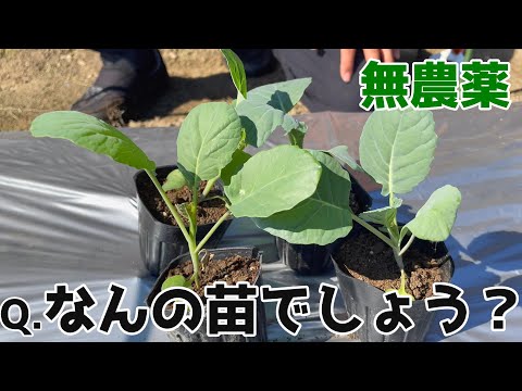 園芸 無農薬でのガーデニング