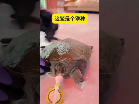 這鱉是個犟種！ #甲魚 #漢壽甲魚 #甲魚防咬頭套