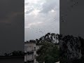 Kash Hum Bhi In Panchiyo Ke Jese Uad Pate ️ ️ Viralvideo Ytviral Birds