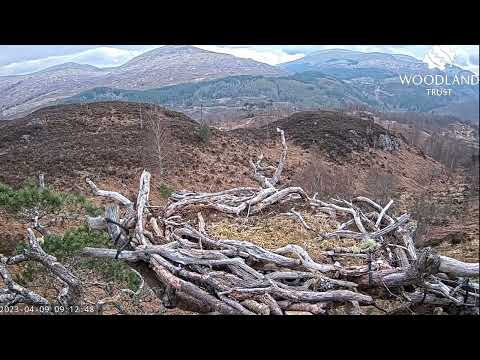 Visitor to Loch Arkaig Osprey Nest One but it’s not one of the birds we’re hoping for 9 Apr 2023