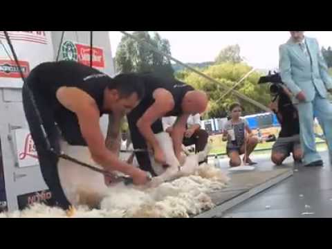 Competicion de esquiladores