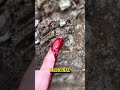 This Tree BLEEDS When Cut Shorts