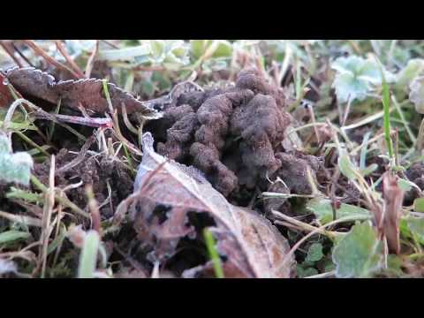 Lutte biologique contre les parasites du sol  PNR 68