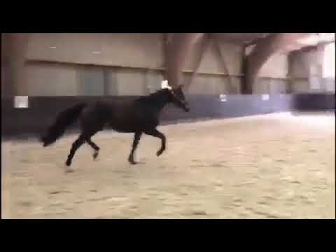 3 jährige Hannoveraner Stute von Morricone X De Niro zu verkaufen