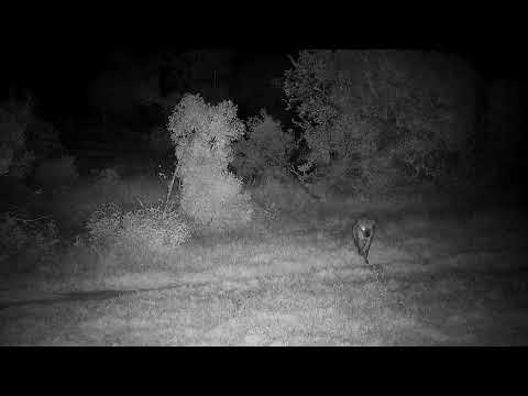 Djuma: Sights and sounds - Hyena comes from dam wall and walks towards the lodge - 08/15/2022