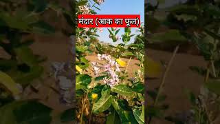 Download lagu Mandar Aak Ka Flower #short #shorts #youtubeshorts mp3