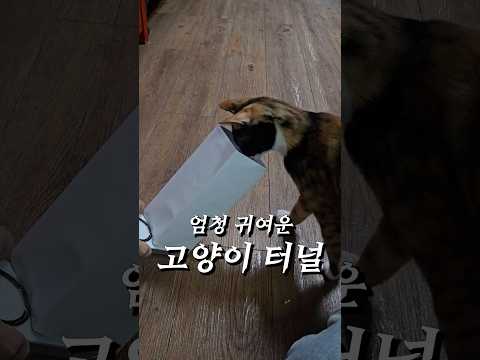 고양이 밥먹는 모습 직관하는 방법 #고양이