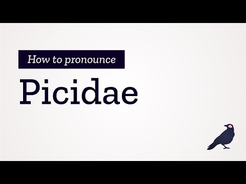How to Pronounce Picidae