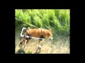 dog wheelchairs