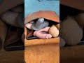 When You Ve Got Penis Problems Looking For Help May Feel Like Shorts Penis Pain