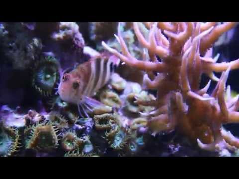 Two Ecotech Radion PRO GEN 3 -  01-01-2015