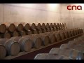 A Vineyard for Artists the Mas Blanch i