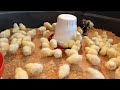Everything you need to know about raising baby chickens, simple, easy and fun