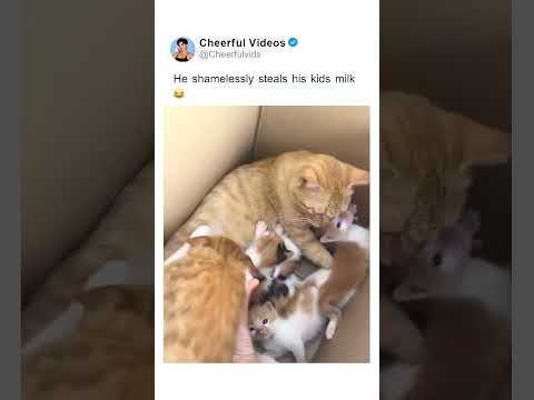 He shamelessly steals his kids milk 😂. 🎥 by: jaycemainecoon IG