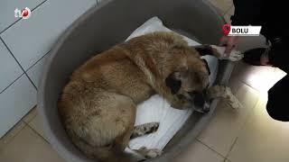Bolu’da Otomobilin Ezdiği Köpeğin Tedavisi Sürüyor
