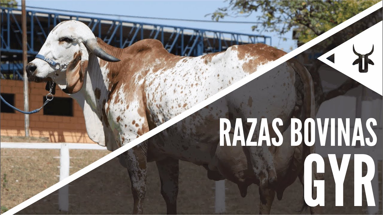 Gyr | Razas Bovinas