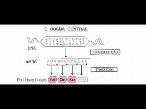 Aula 7   Dogma central da Biologia Molecular