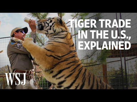 The World Behind ‘Tiger King’: Why There Are So Many Big Cats in the U.S. | WSJ
