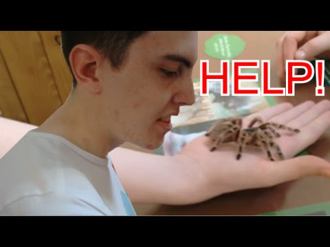 Trip to the Zoo! Plus the Origins of Spider-man :P - Get to Noel! #9 Video