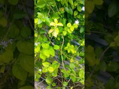 Virajaaji flowers. Nice smell 👌👌👌😍 at my home.