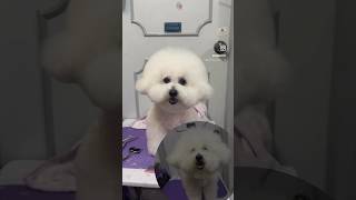 Olaf🐻❄️ #hk #bichonfrise #petgrooming #shorts #shortvideo