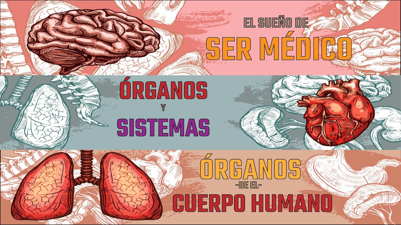 SISTEMA URINARIO  💉👨‍⚕️ FUNCIONES GENERALIDADES 📚⚕💪