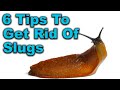 Slugs in Garden - 6 Proven Slug Control Methods That Work