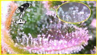 SmartPhone Trichome Scope - Easiest way to check on Trichome Maturity