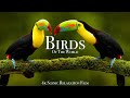 Birds Of The World 4K - Scenic Wildlife Film With Calming Music