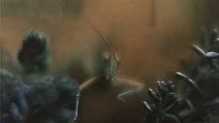 Your Gold Teeth II (Outtake) - Steely Dan