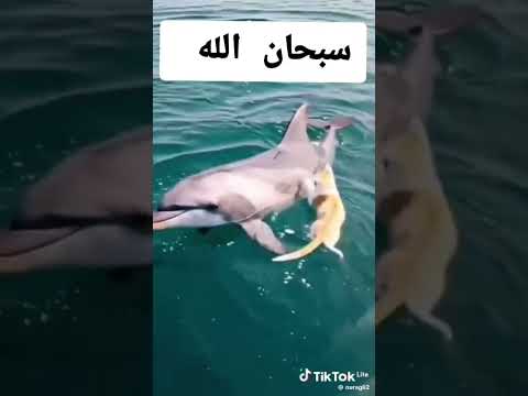 الهند باكستان اندونسيا اوزبكستان تركيا مصر الجزائر المغرب العراق السعوديه اليمن سوريا ♥️🤍🖐️👍😭
