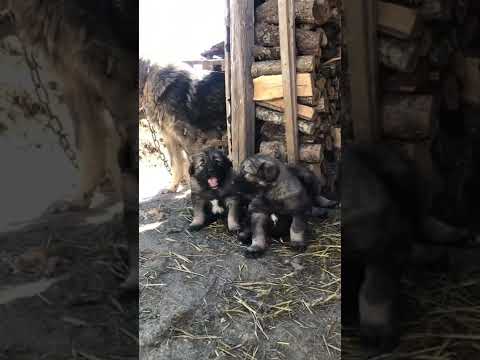 Qen#Sarplaninac#dog#tiktok