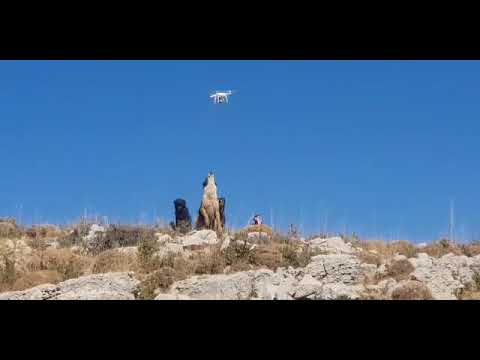 Dog try to attack Drone