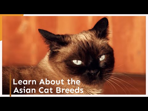 Learn About the Asian Cat Breeds