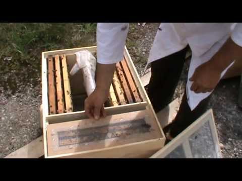 1. Apicultura practica - Hranitorul folosit in locul ramei claditoare pentru a stimula 3 nuclee 1/2