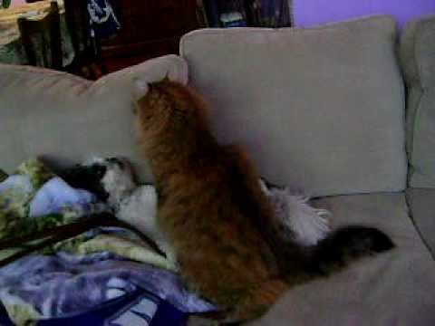 K-Ci CAT versus Keisha DOG