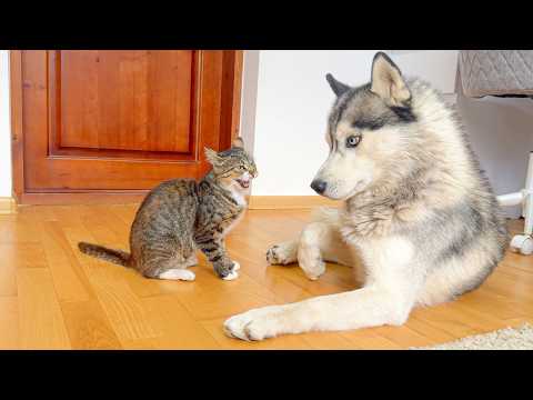 YouTube 썸네일